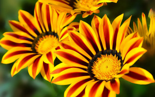 Flower closeup blurry background macro 6 - derek chittock free wallpaper