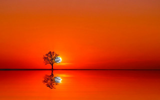 Lone tree reflection sunset moon - reflective free wallpaper