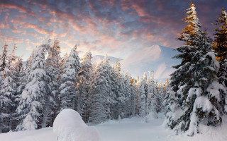 Snowy forest mountain sunset clouds - artur tarnowski free wallpaper