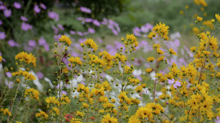 Flower field summer vibrancy bird - summer vibrancy free wallpaper