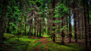 Forest path nature bush trees - lot of trees and grass free wallpaper