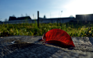 Red leaf grass fence building - a red leaf free wallpaper