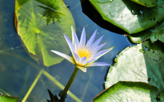White yellow flower green leaves 3 - lily pad free wallpaper