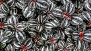 Leaves red flowers closeup plant - a bunch of leaves free wallpaper