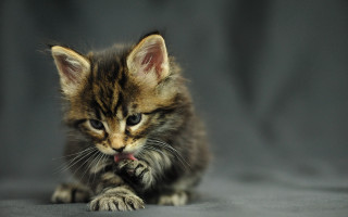 Kitten gray surface black wall - a black border free wallpaper