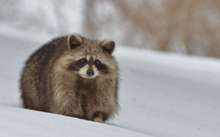 Raccoon snow woods winter cold - a raccoon free wallpaper