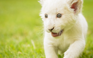 White tiger cub running grass - caspar wolf free wallpaper