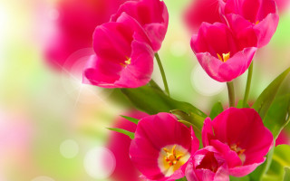 Pink flowers vase blurry background - a vase free wallpaper