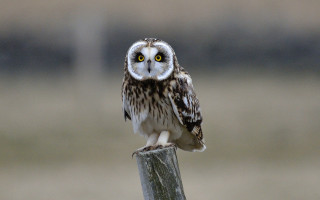 Small owl wooden post blurry - a wooden post free wallpaper