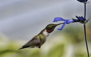 Hummingbird blue flower macro blurry - a hummingbird free wallpaper