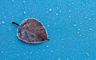 Snow leaf water drops minimalism - drop of water free wallpaper
