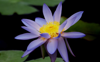 Purple flower yellow center green 9 - a purple flower free wallpaper