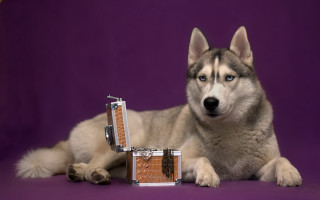 Husky jewelry shiba inu purple - a purple background behind free wallpaper