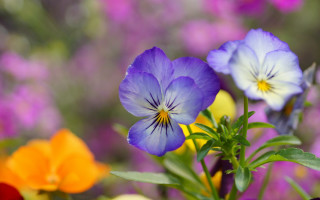 Closeup colorful flower bokeh macro 2 - many free wallpaper