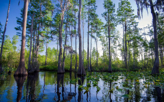 Swamp trees water lilies blue - charles ragland bunnell free wallpaper