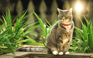 Cat garden ledge bamboo flare - a stock photo free wallpaper