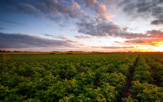 Sunset green field cloudy sky 2 - the distance behind free wallpaper