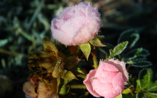 Pink flower water droplets ecological - a pink flower free wallpaper