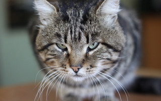 Blurry cat angry felix darley - angry free wallpaper