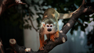 Squirrel branch closed eyes looking - alex petruk ape free wallpaper