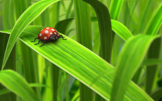 Ladybug green leaf grass bokeh - spot free wallpaper