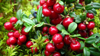 Berry leaves blurry christmas food - red berry free wallpaper
