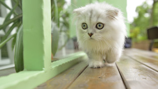 White cat green eyes wooden - optical free wallpaper