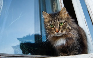 Cat window green eyes white 2 - symmetrical eye free wallpaper