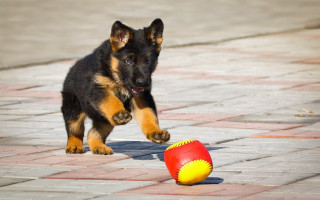 Dog ball on brickwalk sunny - the ball free wallpaper