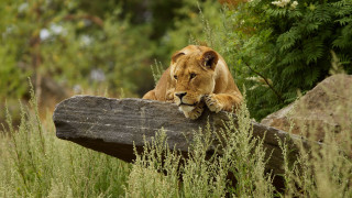 Lion resting log tallgrass forest - tall grass and trees free wallpaper