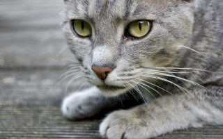 Sad cat green eyes wooden - a wooden floor free wallpaper
