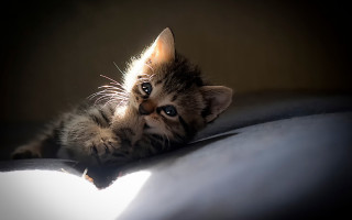Kitten laying on bed pillow - sunlight free wallpaper