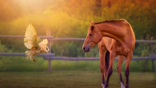 Horse bird field fence trees - in the background and trees free wallpaper