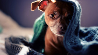 Dog wrapped blanket sad look 2 - a blanket free wallpaper for desktop