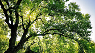 Large tree park bench autumn - a park area free wallpaper