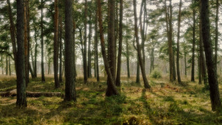 Bamboo forest trees grass bushes - a few bush free wallpaper