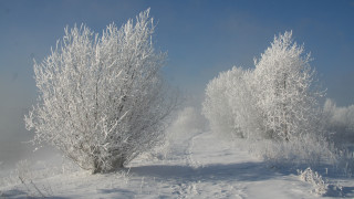 Snowy path trees bushes sunny 2 - snow free wallpaper
