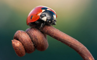 Ladybug wooden stick bug ecological - back free wallpaper