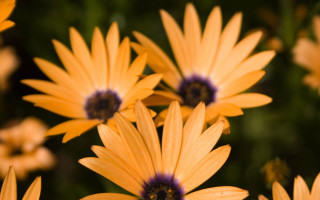 Yellow flowers purple centers field - yellow flower free wallpaper