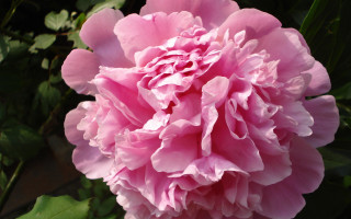 Pink flower green leaves dark - single free wallpaper
