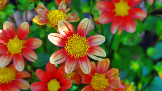 Red yellow flower bloom bokeh - a yellow center in the middle free wallpaper