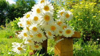 Daisies wooden vase field sunflowers - a bunch of daisies free wallpaper