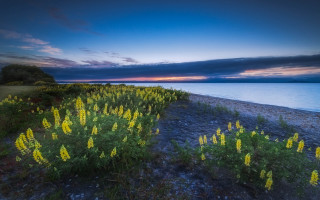 Flower beach sunset water nature - a field of flowers free wallpaper