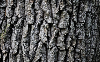 Tree bark bird autumn leaves - a close up of a tree trunk free wallpaper