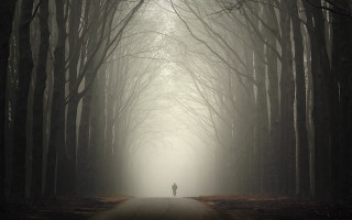 Forest path moon winter bare - a road in the middle of a forest free wallpaper