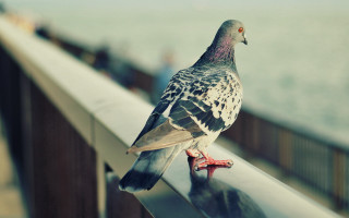 Pigeon ocean railings people blurry - looking free wallpaper