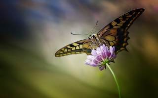 Butterfly flower macro blurry background 2 - macro photography free wallpaper