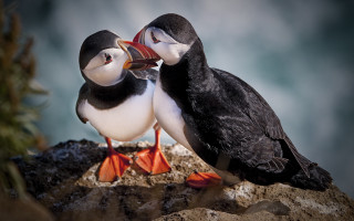 Birds beak touching rock blue - their beak free wallpaper