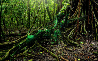 Large tree roots forest sunlight - sunlight free wallpaper