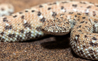 Snake black white stripe ground - edge free wallpaper